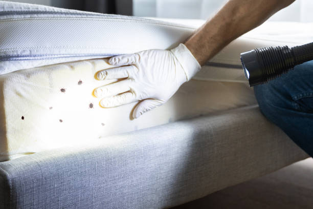 Best Wasp Removal Services  in Bluewell, WV