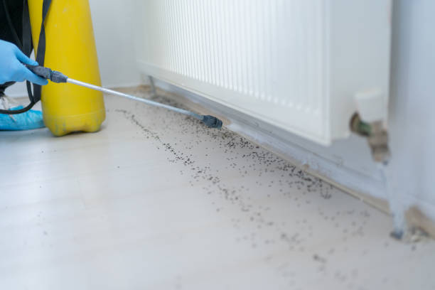 Best Pest Prevention Services  in Bluewell, WV