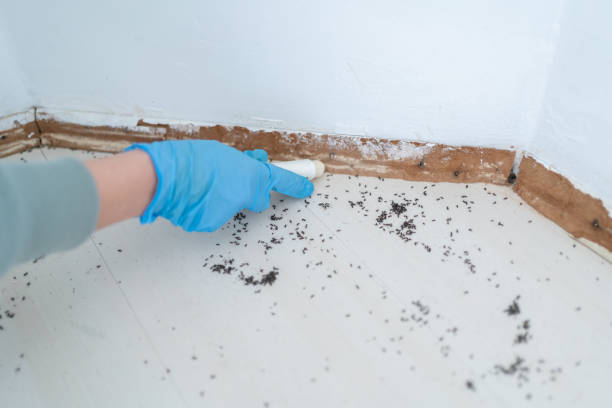 Best Commercial Pest Control Services  in Bluewell, WV